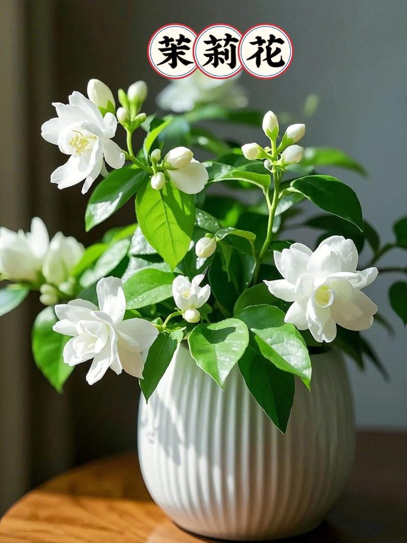 贺《茉莉花》获最佳人气奖有感